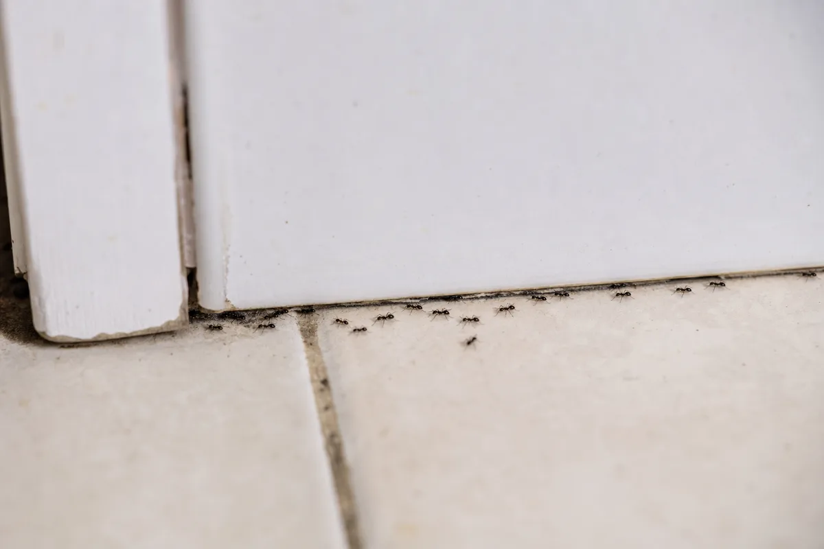 File de petites fourmis noires longeant une plinthe blanche dans une cuisine