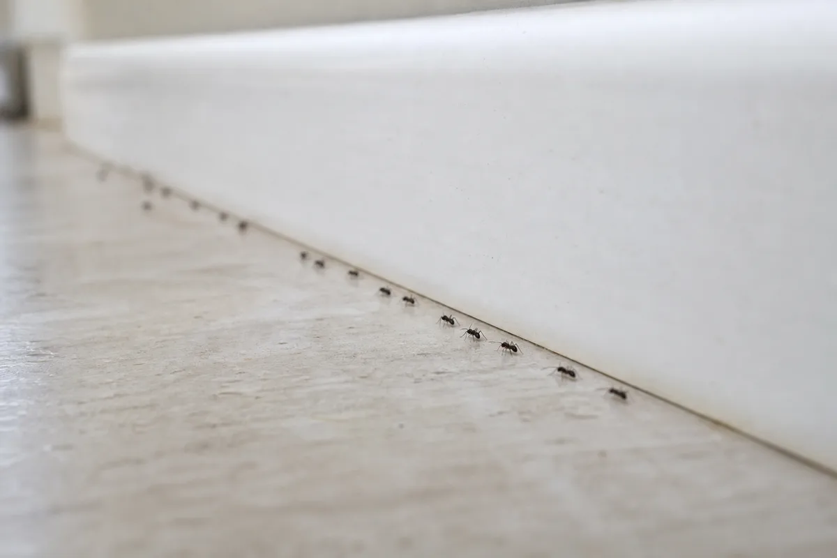 Fourmis en appartement : espèces urbaines, appâts et prévention