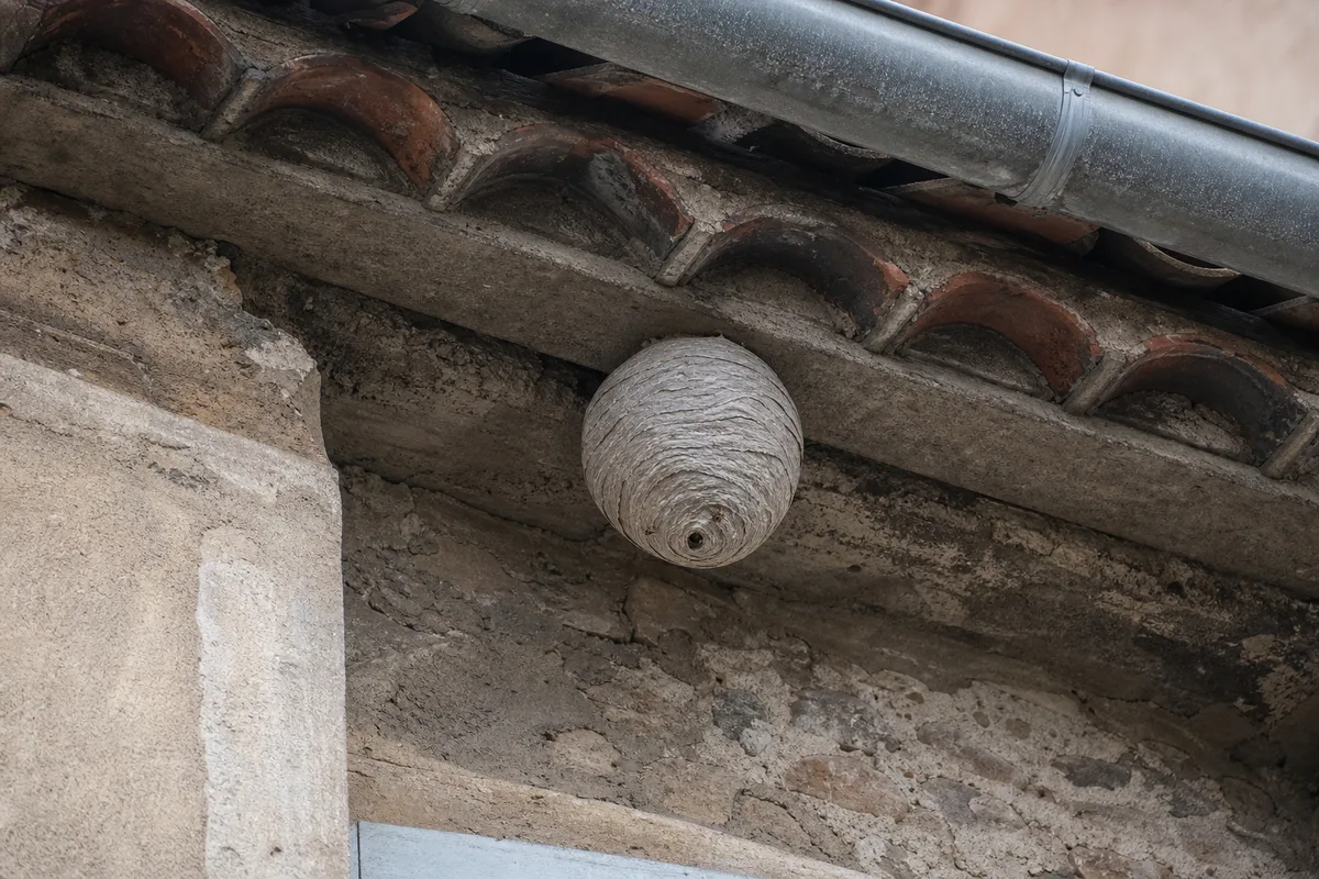 Nid de guepes gris en boule sous une avancee de toiture d’immeuble ancien