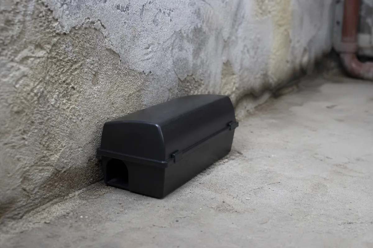 Boitier d’appatage securise pose contre un mur de cave, sol brut