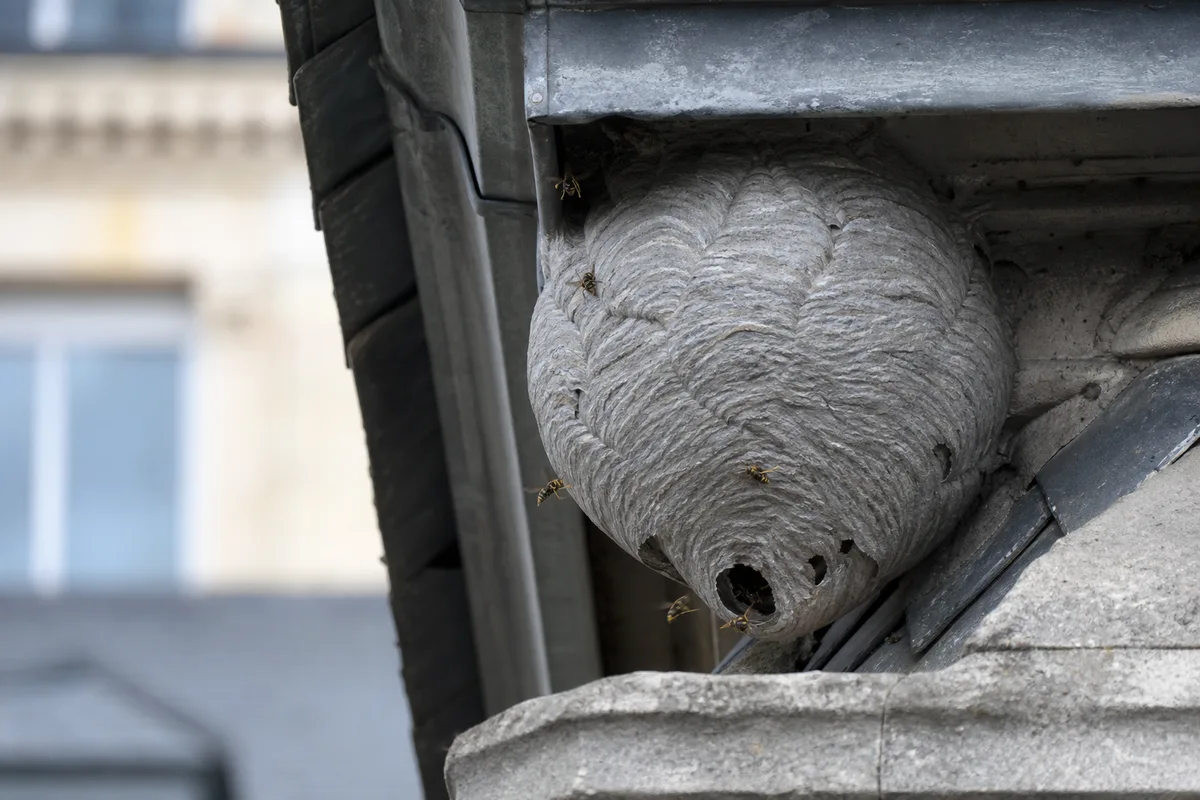 Nid de guêpes en papier gris logé sous l’avancée de toit d’un immeuble ancien