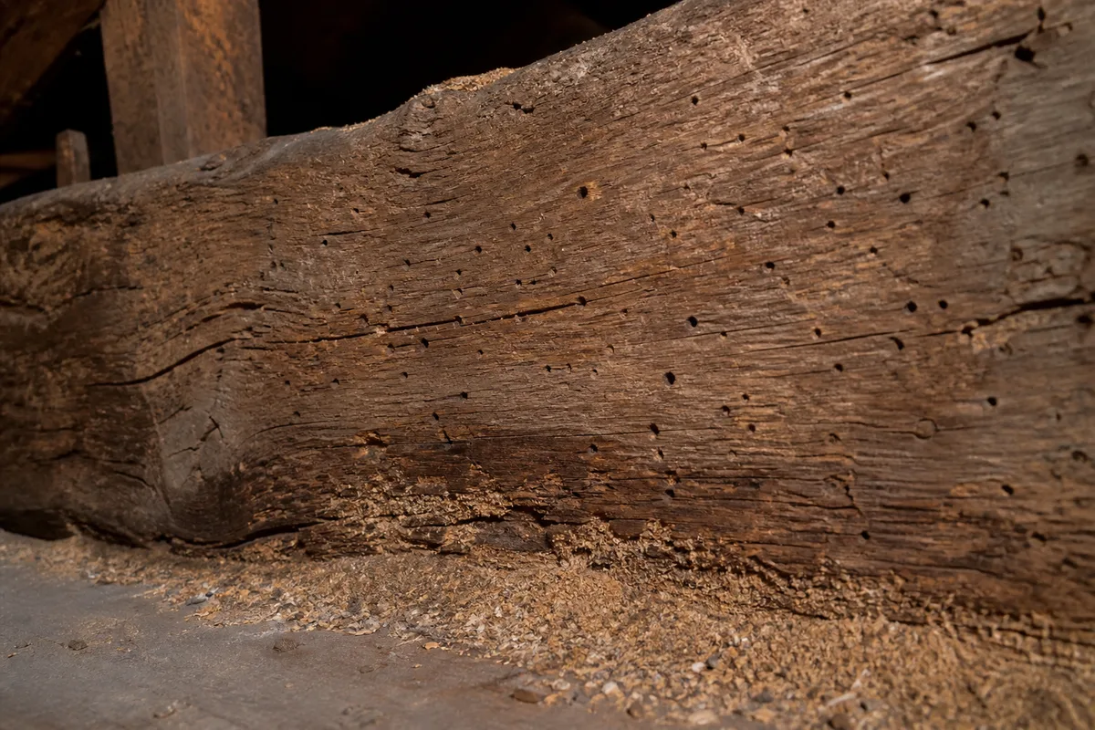 Termites et charancons : diagnostic et traitement du bois